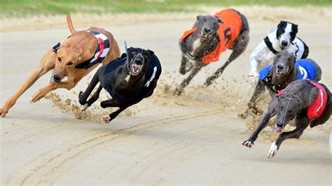 sporting life greyhounds tips|Greyhound Racing Tips & Predictions .